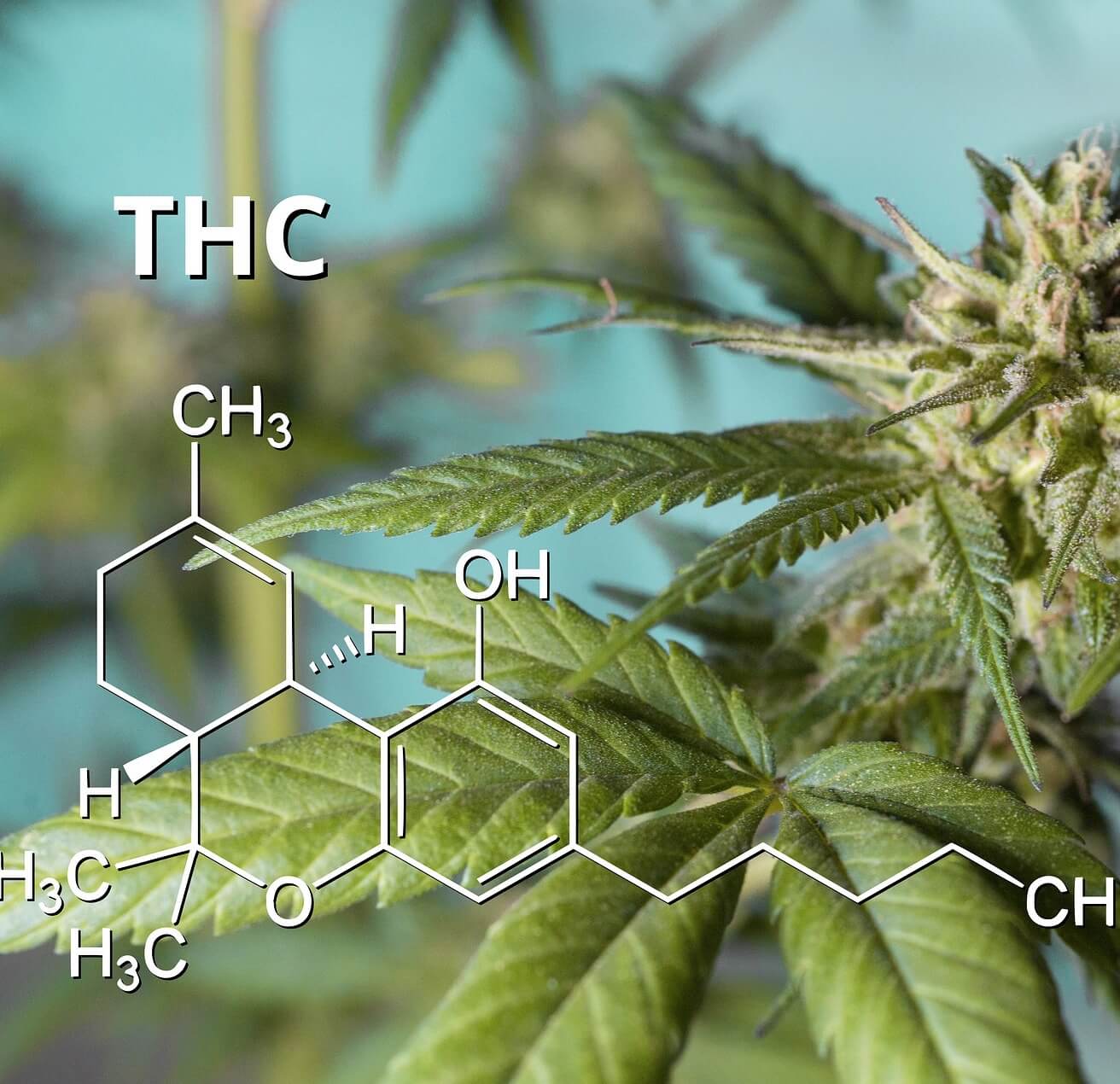 Delta-8 vs. CBD Are They the Same